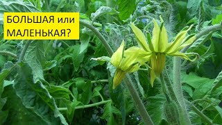 Какую рассаду нужно подкармливать в первую очередь? Ольга Чернова