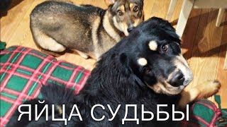 Хотошо | Бурят-монгольский волкодав - Как собака чистит яйца