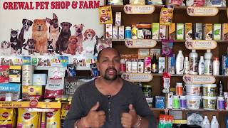 Pet Care - Dog heat Sign &  Mating Tips - Bhola Shola
