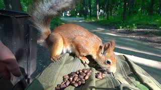 Про Копию Длинноухого / About a Copy of Long - Eared