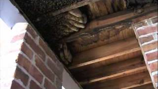 Honey Bee Removal In Office Building