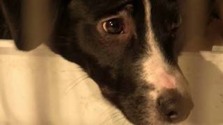 Nereikalingi Gyvunai [Needless Animals] - ckm filmai. Sos Gyvūnai