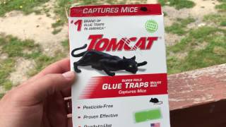 WoW! Two Mice in One Trap. Crazy Sticky Glue Trap Catch
