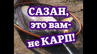 Сазан, это вам не карп.