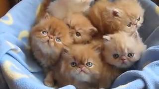 Супер прикольные Персидские котята