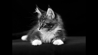 Jakarta One Desire Baby time Детский клип про нарисованного персонажа