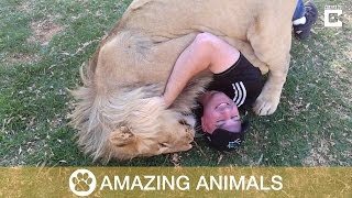 Massive Lion Hugs Tourist