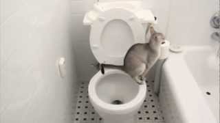Γάτα κάνει κακάκια στο WC