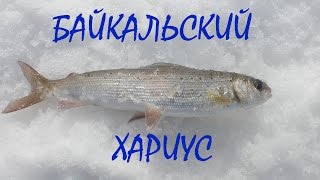 Зимняя рыбалка на Байкале 2016. Ловим хариуса.