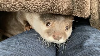 【悲報】こたつを作ったらカワウソが出てこなくなった I made a kotatsu and the otter stopped coming out.