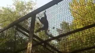 Monkey jumping - Обезьяна скачет по клетке