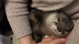 カワウソさくら 布団をめくるとそこにはカワウソがいた otter hiding in the bed