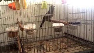 Mexida pra torneio trinca ferro Ibope 26/12/15