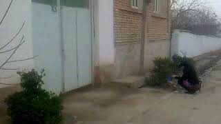 Quva dilbek