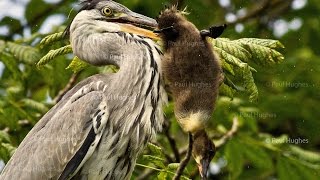 Heron eat enormous birds because they can swallow large prey whole