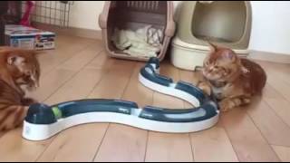 Brinquedo de Gato - Senses Speed Circuit Catit