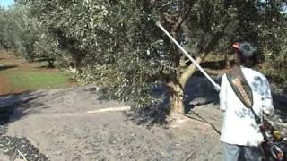 ΕΠΙΔΕΙΞΗ CIFARELLI ΛΙΒΑΝΑΤΕΣ - CIFARELLI DEMONSTRATION LIVANATES