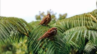 Tropical forest Summer day with chirping birds