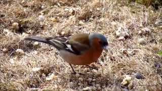 Bofink. Hane och Hona. fågelsång. Common chaffinch.
