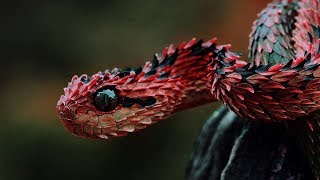 20 фактов о змеях которые повергнут вас в шок!