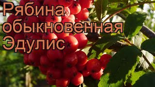 Рябина обыкновенная ЭДУЛИС (sorbus aucuparia) ? ЭДУЛИС обзор: как сажать, саженцы рябины ЭДУЛИС