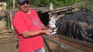 Николаевские голуби.Pigeon.Подарок из г. Рубежное.
