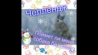 ?Челлендж поймет ли меня собака без слов/?команды только жестами