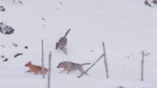 Close Calls Compilation