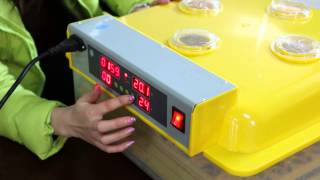 WQ-48 mini egg incubator