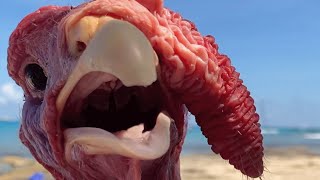 Woman buys dinner turkey. And now they are soulmates.