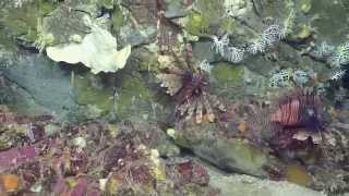 Marvelous Creatures of Conrad Seamount | Nautilus Live