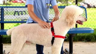 PetSafe—How to Fit the Easy Walk Dog Harness in Under 2 Minutes