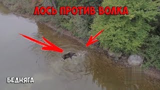 Лось против Волка / Moose vs Wolf