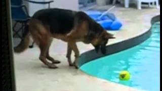 perro cae al agua de la piscina caida fail /dog falls into the pool water fall fail