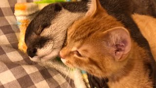 カワウソと赤ちゃん猫が出会ったばかりの頃と今 Otter and baby cat just met and now