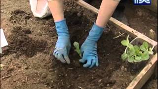 Удачное Время_17_05_2012 Как правильно сажать картофель, капусту и морковь