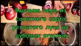 Выгонка зеленого лука