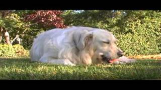 Bella Short Film - Golden Retriever