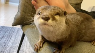 超大暴れ怪獣カワウソさくら otter playing alone, which is rare, was super rambunctious.