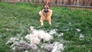 How to Brush your German Shepherd Dog. timelapse