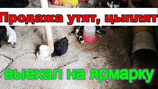Ярмарка - выехал и продаю утят, цыплят // Порвал джинсы
