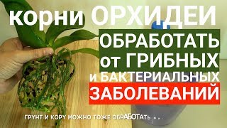 корни орхидеи ОБРАБОТКА от возбудителей грибных и бактериальных БОЛЕЗНЕЙ