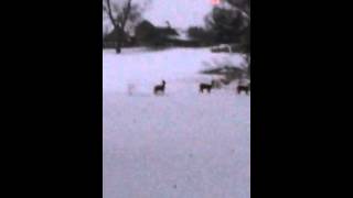 Reindeer caught on tape..