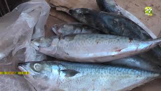 Le potentiel piscicole du Cameroun