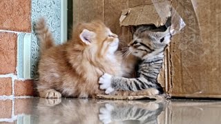 2015 Серый против рыжего: хулиганистые котята