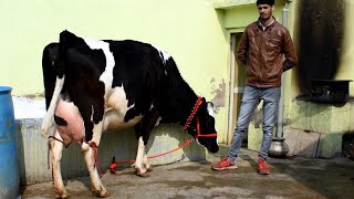 For sale,,Top Quality@HF cows little Dairy Farm in Haryana,,2 and 4 teeth,,