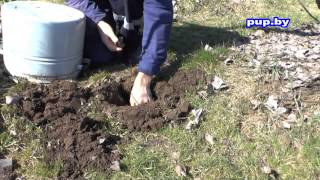 Как избавиться от кротов в саду, на огороде How to get rid of moles in the garden and the garden