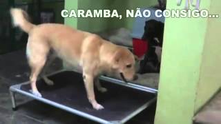 Cama Buddy Toys - Prova de resistência tecido