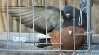 How to Pair Up Pigeons