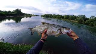 beautiful spring asp and chub fishing day at Sava river
